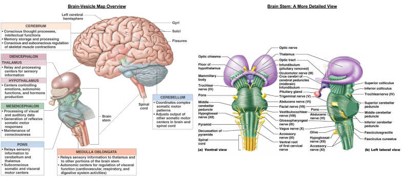 Brain Ontogeny- Vesicle-Structure Anatomy
