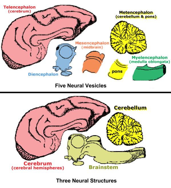 Brain Ontogeny- Vesicle-Structure Overview